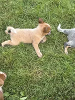 Finnigan, a male Australian Cattle Dog for sale in Milaca, MN – 6 of 7