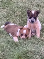 Dundee , a male Australian Cattle Dog for sale in Milaca, MN – 3 of 3