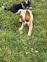 Finnigan, a male Australian Cattle Dog for sale in Milaca, MN – 2 of 7