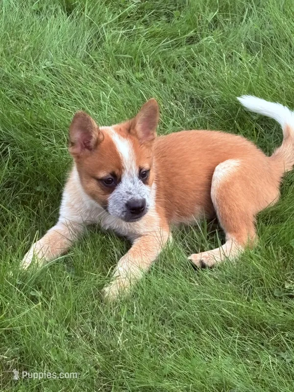 Clancie  – Australian Cattle Dog puppy for sale in Milaca, MN
