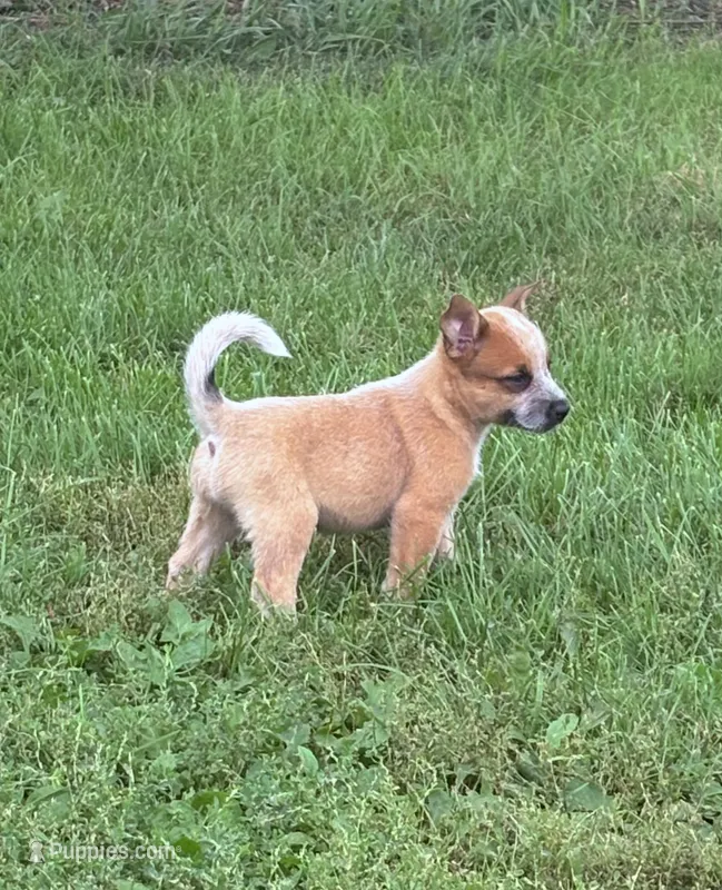 Finnigan – Australian Cattle Dog puppy for sale in Milaca, MN