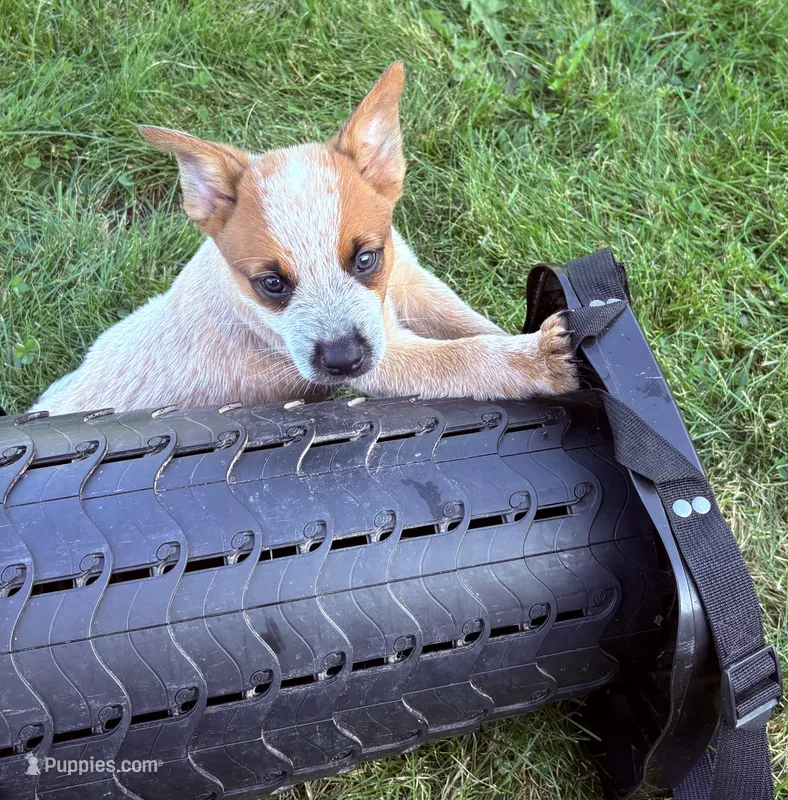 Finnigan – Australian Cattle Dog puppy for sale in Milaca, MN