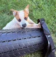 Finnigan, a male Australian Cattle Dog for sale in Milaca, MN – 7 of 7