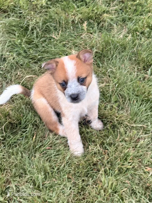 Clancie  – Australian Cattle Dog puppy for sale in Milaca, MN