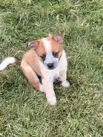 Clancie , a male Australian Cattle Dog for sale in Milaca, MN – 1 of 2