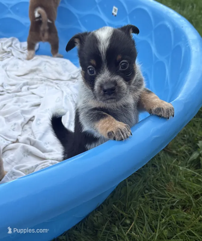 Bella – Australian Cattle Dog puppy for sale in Milaca, MN