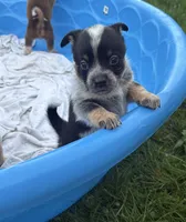 Bella, a female Australian Cattle Dog for sale in Milaca, MN – 5 of 7