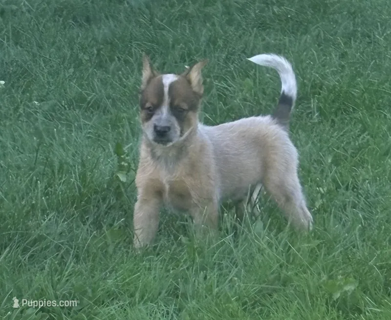 Dundee  – Australian Cattle Dog puppy for sale in Milaca, MN