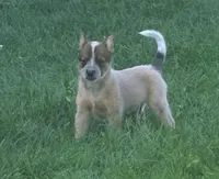 Dundee , a male Australian Cattle Dog for sale in Milaca, MN – 1 of 3
