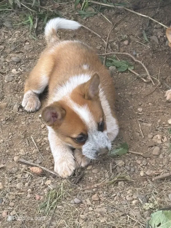 Clancie  – Australian Cattle Dog puppy for sale in Milaca, MN