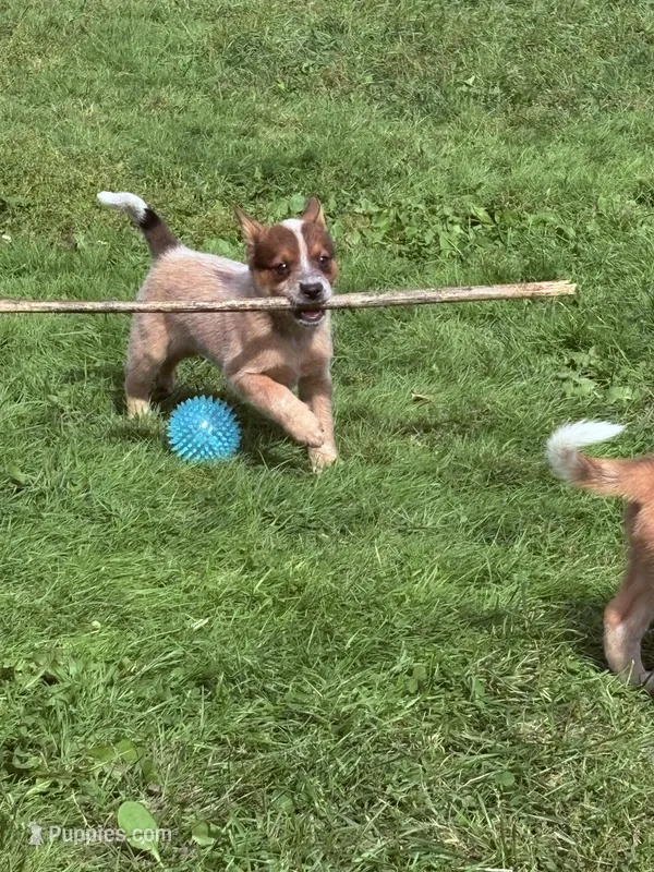 Dundee  – Australian Cattle Dog puppy for sale in Milaca, MN