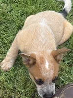 Finnigan, a male Australian Cattle Dog for sale in Milaca, MN – 5 of 7