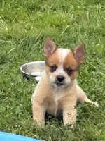 Simon ( Junior), a male Australian Cattle Dog for sale in Milaca, MN – 1 of 5