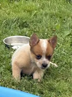Simon ( Junior), a male Australian Cattle Dog for sale in Milaca, MN – 2 of 5