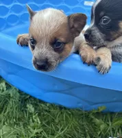 Finnigan, a male Australian Cattle Dog for sale in Milaca, MN – 4 of 7