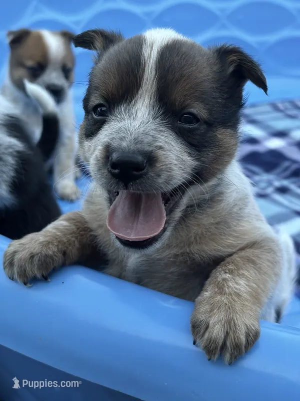 Dundee  – Australian Cattle Dog puppy for sale in Milaca, MN