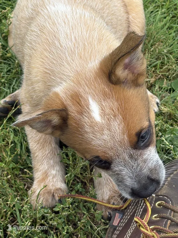 Finnigan – Australian Cattle Dog puppy for sale in Milaca, MN