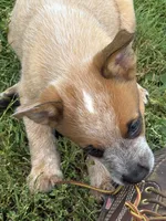 Finnigan, a male Australian Cattle Dog for sale in Milaca, MN – 1 of 7