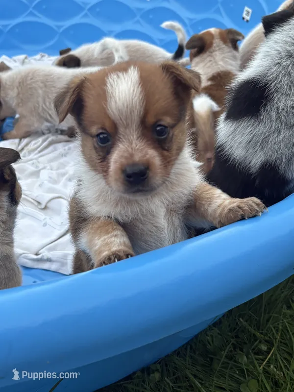Maverick  – Australian Cattle Dog puppy for sale in Milaca, MN