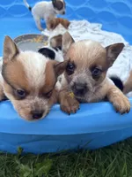 Finnigan, a male Australian Cattle Dog for sale in Milaca, MN – 3 of 7
