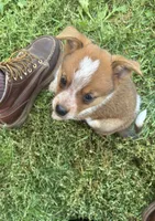 Maverick , a male Australian Cattle Dog for sale in Milaca, MN – 2 of 4