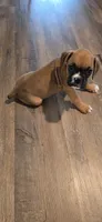 Lily, a female Boxer for sale in Barstow, CA – 6 of 6