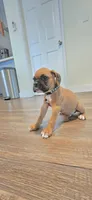Mack, a male Boxer for sale in Barstow, CA – 4 of 4