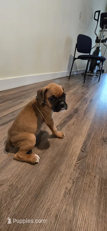 Mack – Boxer puppy for sale in Barstow, CA