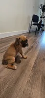 Mack, a male Boxer for sale in Barstow, CA – 1 of 4