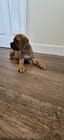 Mila, a female Boxer for sale in Barstow, CA – 4 of 5