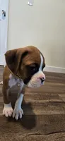 Mike, a male Boxer for sale in Barstow, CA – 4 of 9