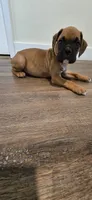Mila, a female Boxer for sale in Barstow, CA – 3 of 5