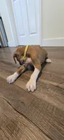 Mike, a male Boxer for sale in Barstow, CA – 5 of 9