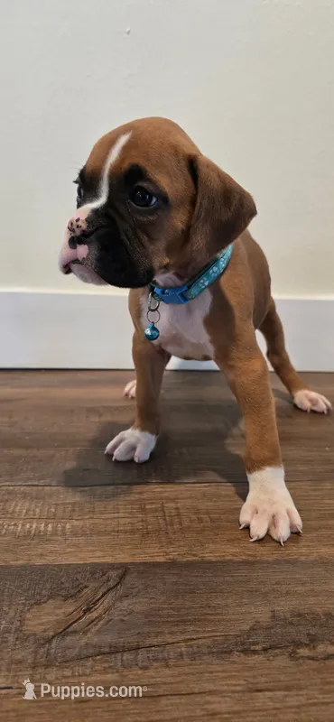 Cane – Boxer puppy for sale in Barstow, CA