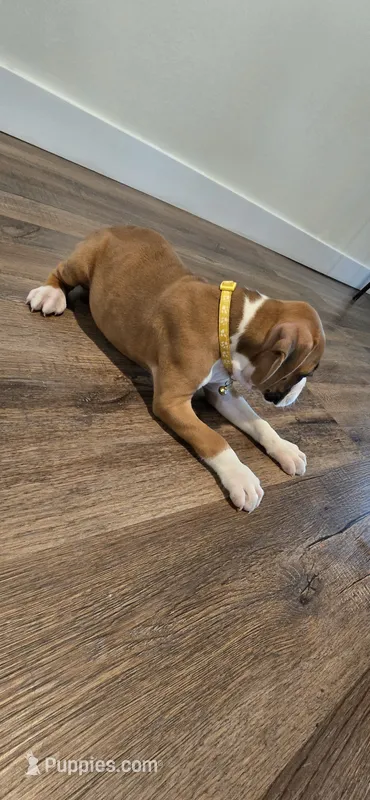 Mike – Boxer puppy for sale in Barstow, CA