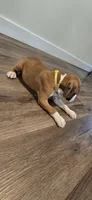 Mike, a male Boxer for sale in Barstow, CA – 1 of 9