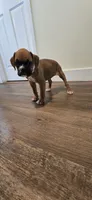 Lily, a female Boxer for sale in Barstow, CA – 2 of 6