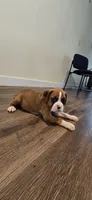 Mike, a male Boxer for sale in Barstow, CA – 2 of 9
