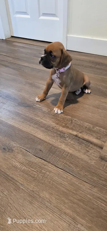 Lily – Boxer puppy for sale in Barstow, CA