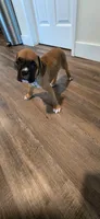 Max, a male Boxer for sale in Barstow, CA – 3 of 5