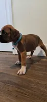 Cane, a male Boxer for sale in Barstow, CA – 7 of 7