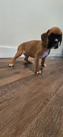 Max, a male Boxer for sale in Barstow, CA – 2 of 5