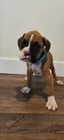 Cane, a male Boxer for sale in Barstow, CA – 2 of 7