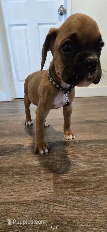 Mack – Boxer puppy for sale in Barstow, CA