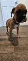 Mack, a male Boxer for sale in Barstow, CA – 2 of 4