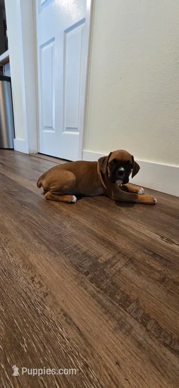 Max – Boxer puppy for sale in Barstow, CA