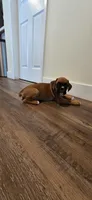 Max, a male Boxer for sale in Barstow, CA – 1 of 5