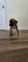 Mack, a male Boxer for sale in Barstow, CA – 3 of 4