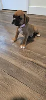 Lily, a female Boxer for sale in Barstow, CA – 5 of 6