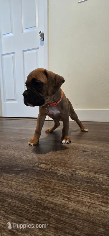 Mila – Boxer puppy for sale in Barstow, CA
